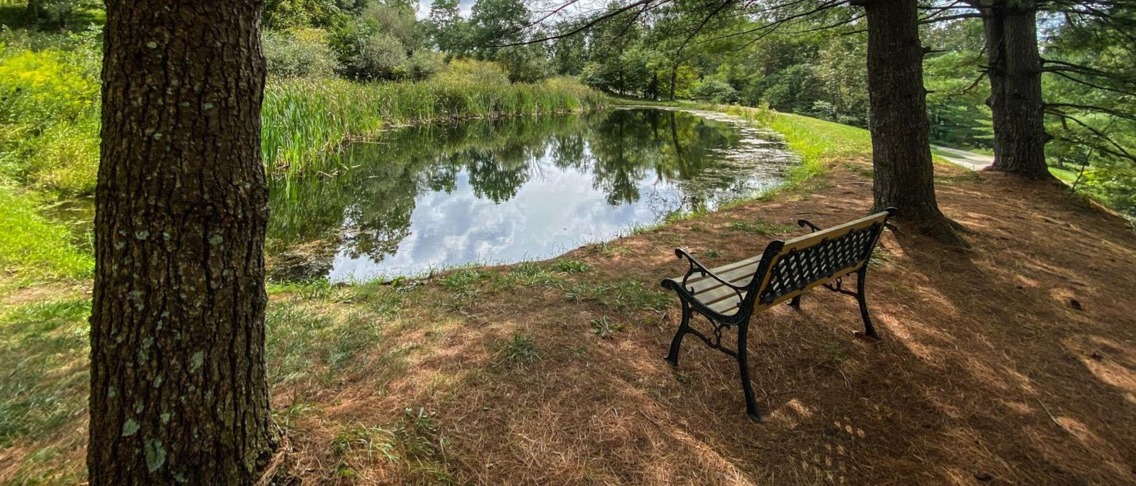 A quiet stocked pond in the Hocking Hills woods